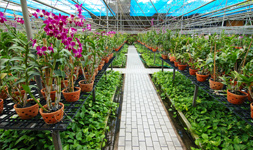 Agricultures Industry