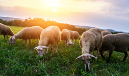 Pets Livestock Industry